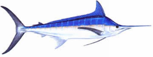 Atlantic Blue Marlin