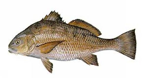 Black Drum