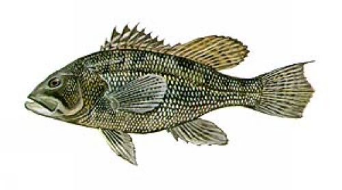 Black Bass