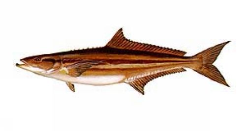 Cobia