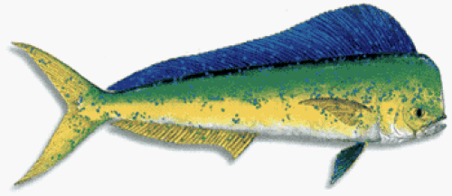 Dolphinfish, Dorado