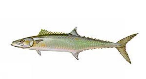 King Mackerel