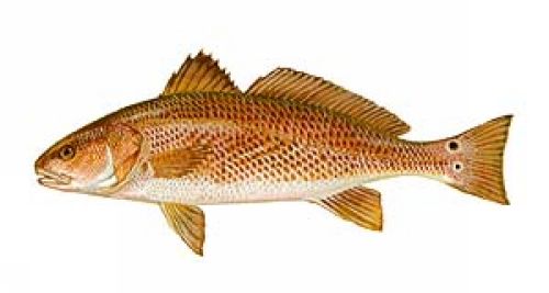 Red Drum