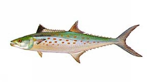 Spanish Mackerel