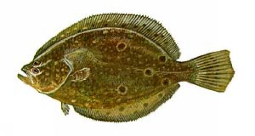 Summer Flounder