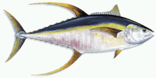 Yellowfin Tuna