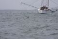 p_Holden_Beach_Fishing_Holden_Beach_Fishing_Dolphins_3.jpg