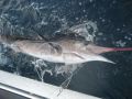 p_Holden_Beach_Fishing_Sailfish_1_2.jpg