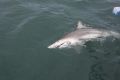 p_Holden_Beach_Fishing_Shark.jpg