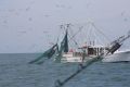 p_Holden_Beach_Fishing_Shrimpers_2.jpg